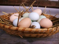 /album/fotogalerie-nase-slepicky/vejce-kozinec-3-jpg/